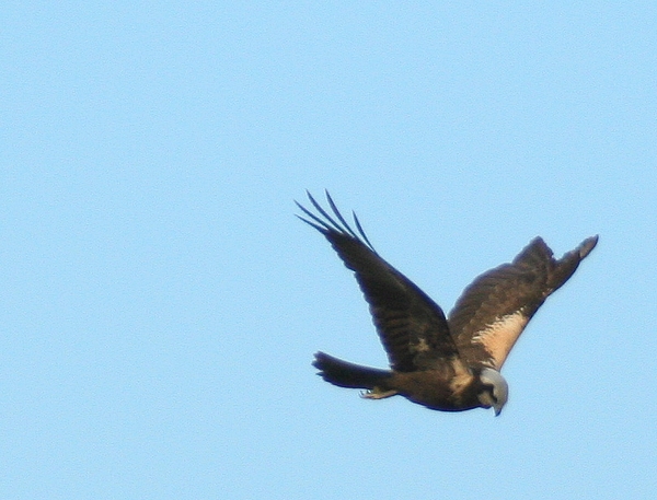 falco di palude